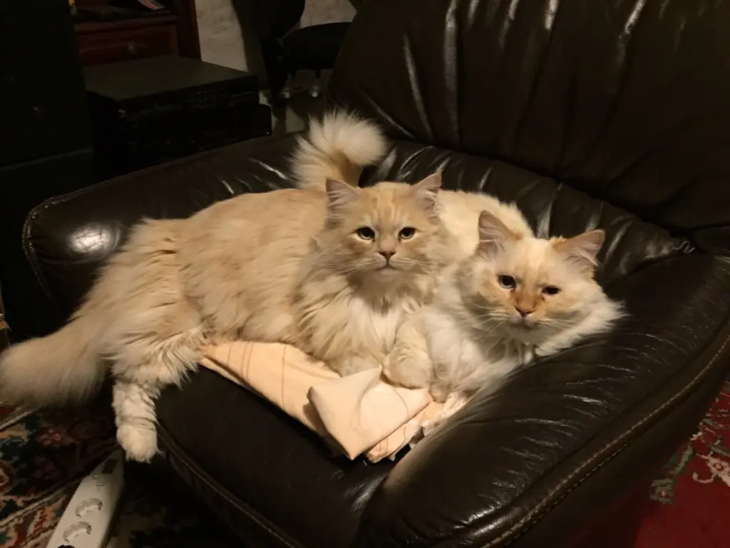 Image from Moritz Davidson