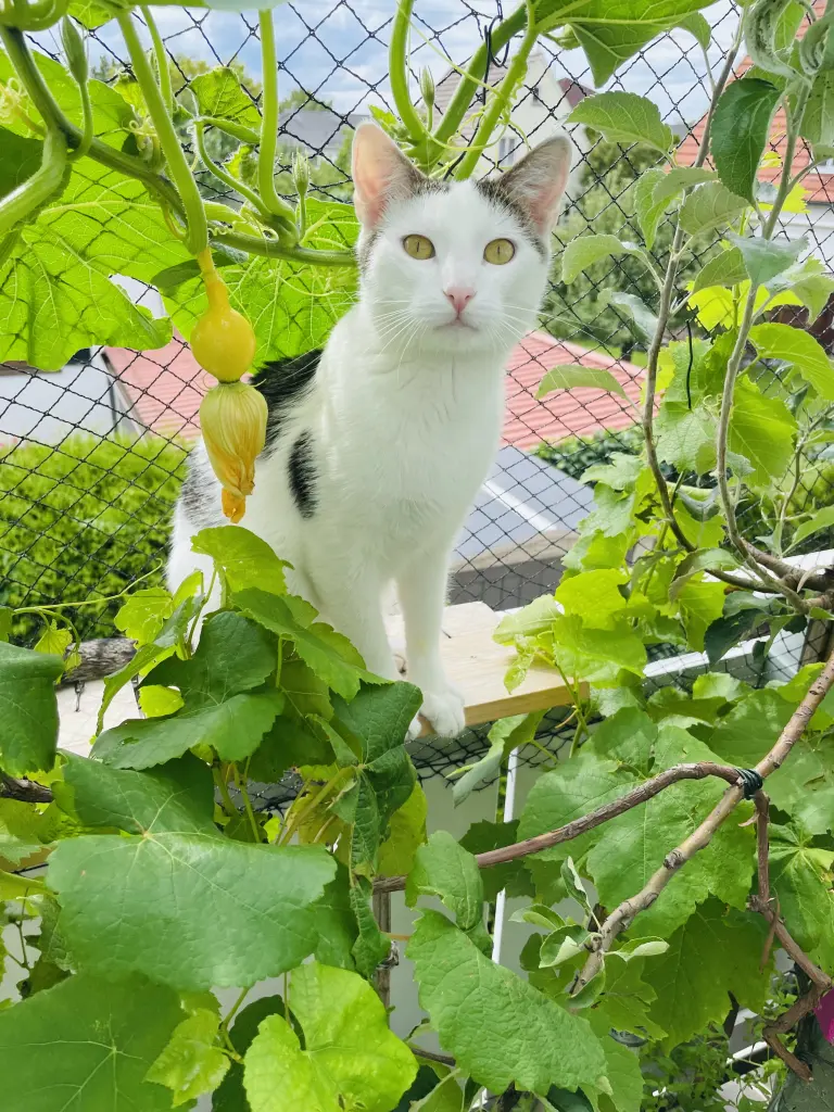 Image from Simba