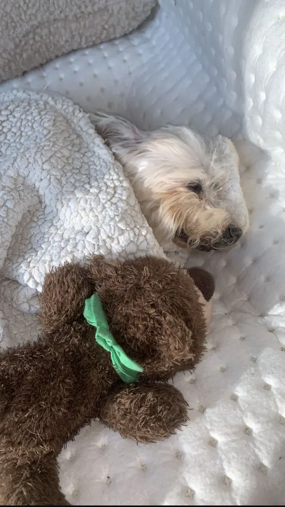 Condolence image of Melanie Bektas