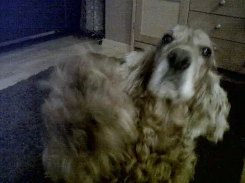 Image from Cocker Spaniel