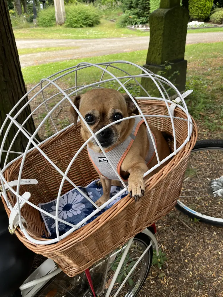 Condolence image of Allia