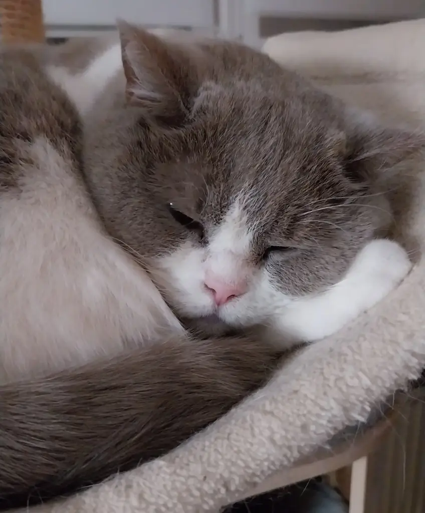 Condolence image of Susanne