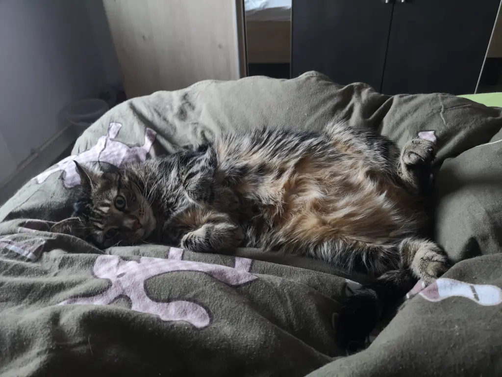 Image from Tequila