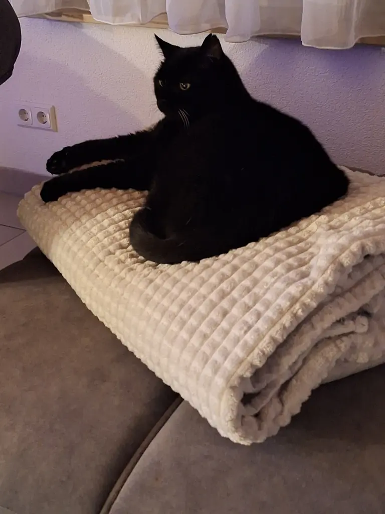 Condolence image of Schüssler Martina