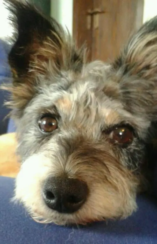 Image from Luna
