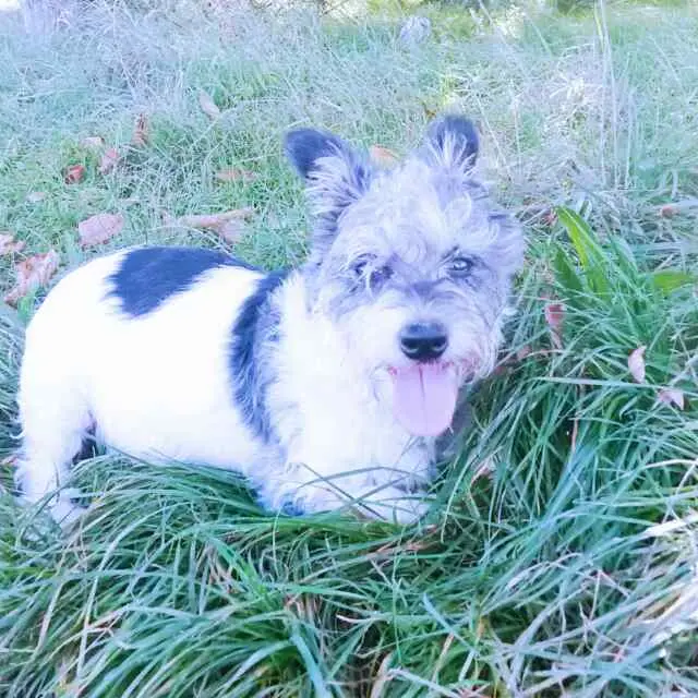 Image from Luna