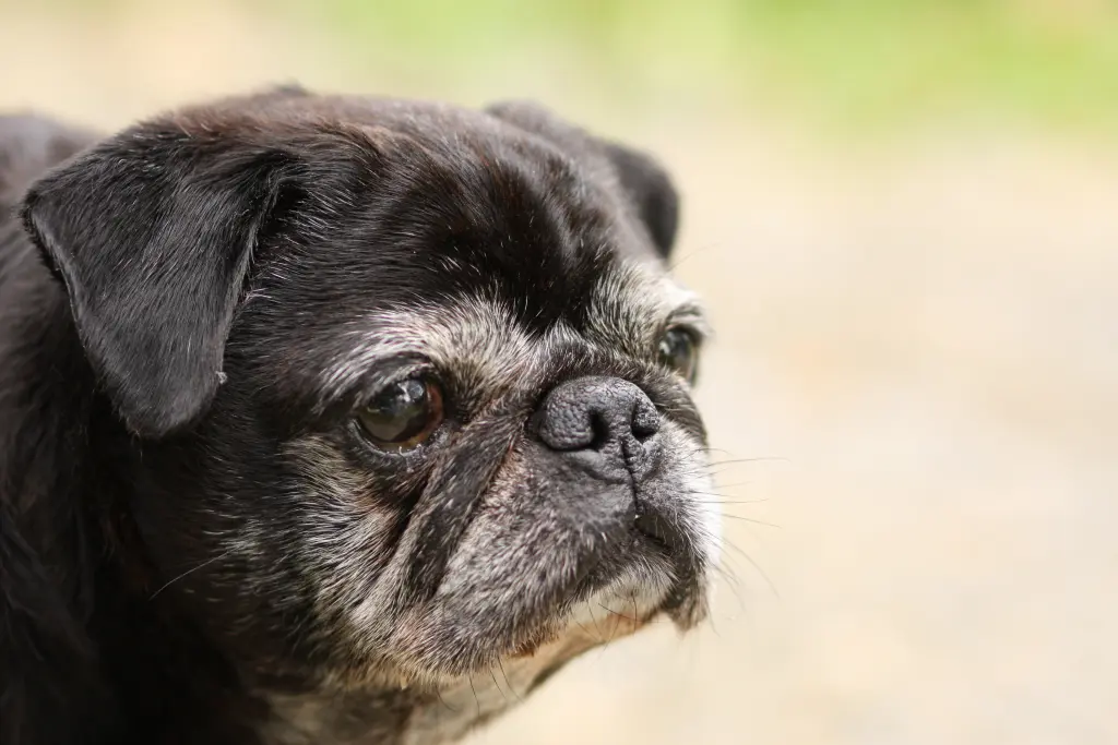 Andachtsbild von Cornelia mit Bruno & Barni im Herzen