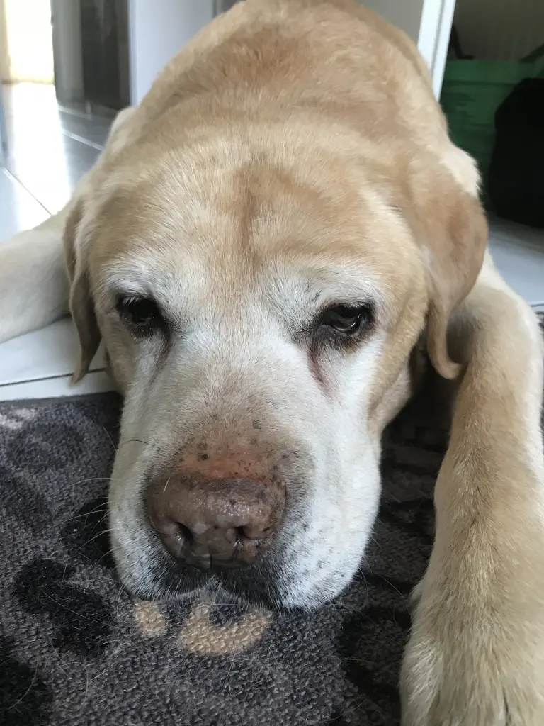Condolence image of Elzbieta mit Max im Herzen