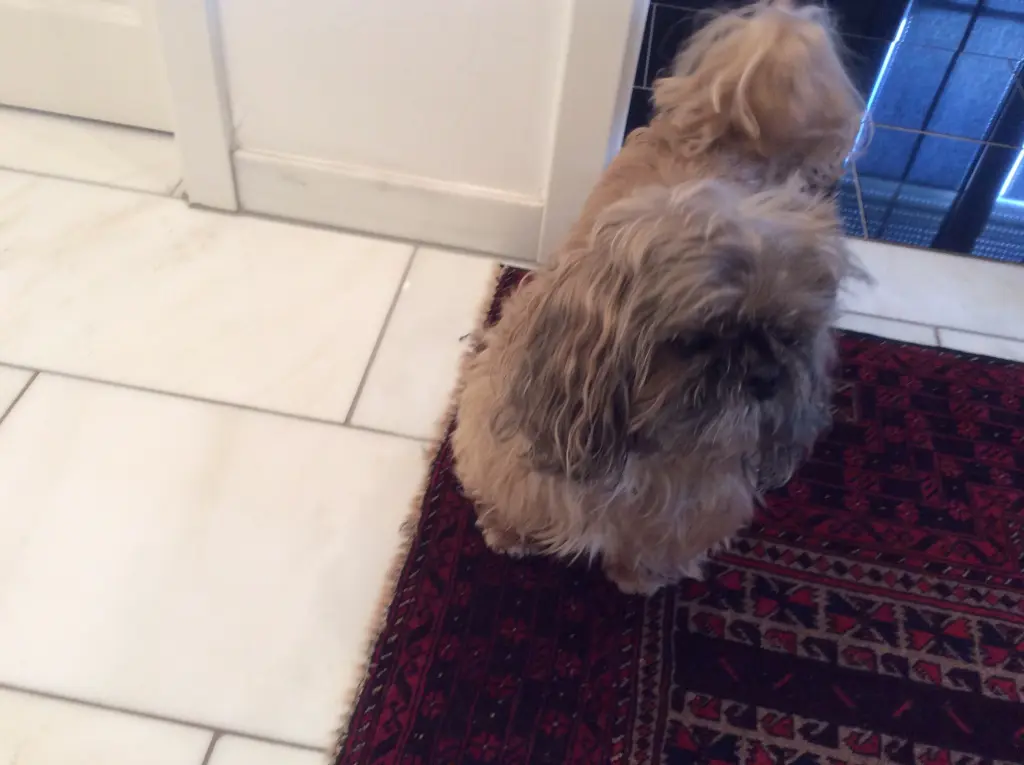 Condolence image of Manuela mit Simba