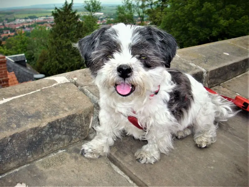 Andachtsbild von Unbekannt