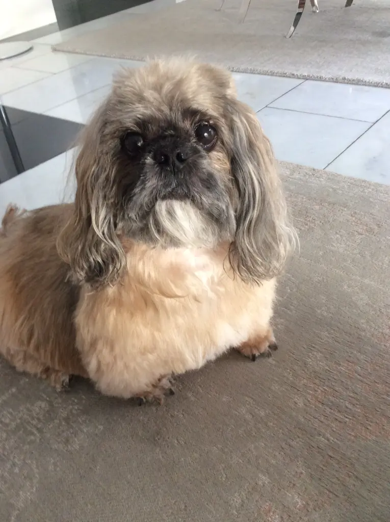 Andachtsbild von Manuela mit Simba tief im Herzen