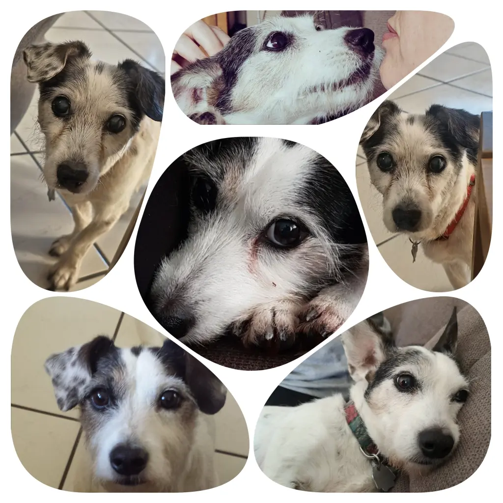 Image from Ginger
