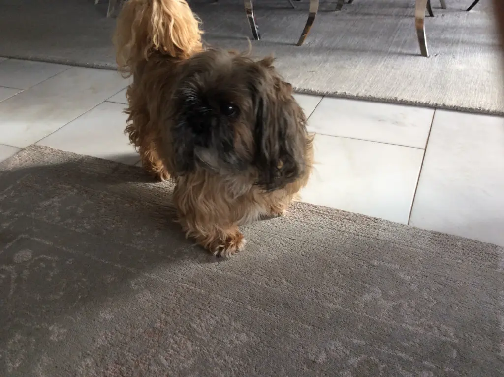 Image from Simba