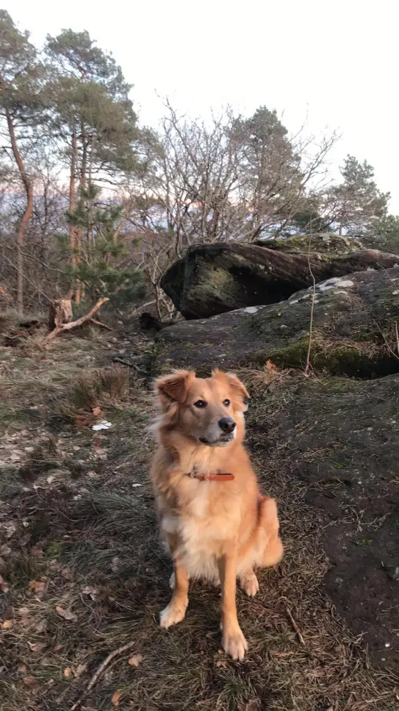 Condolence image of Katja