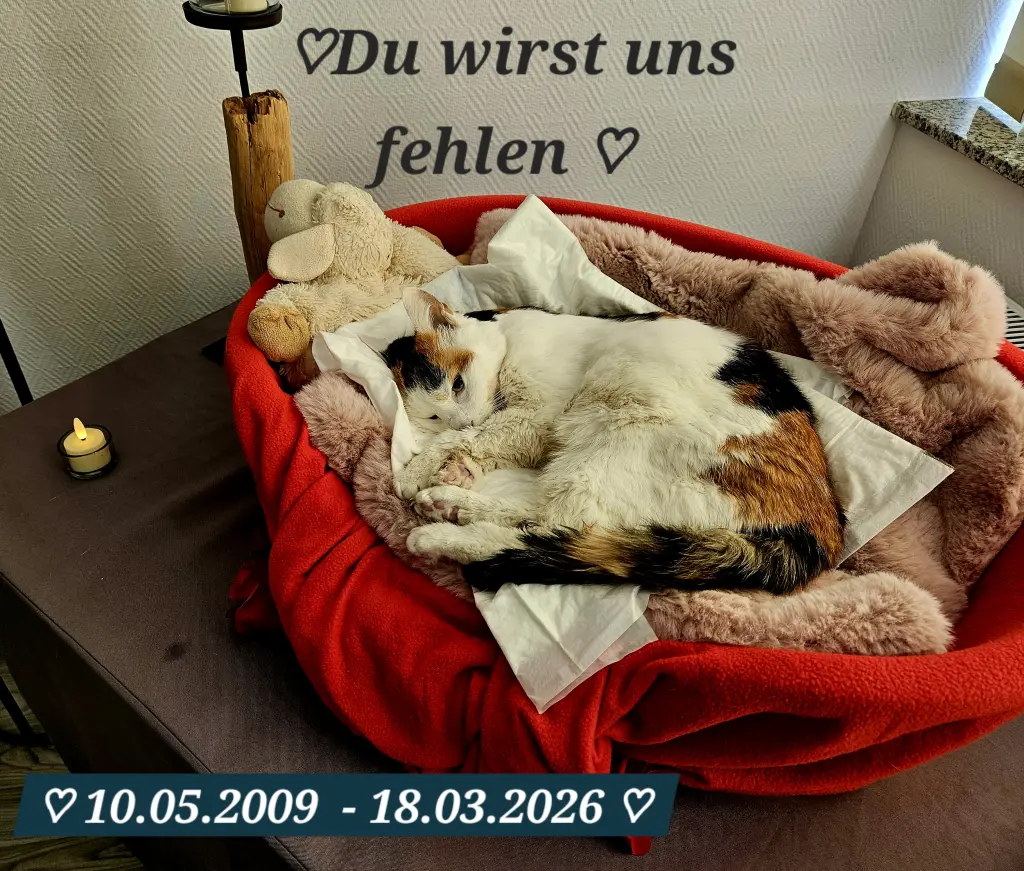 Image from Morle