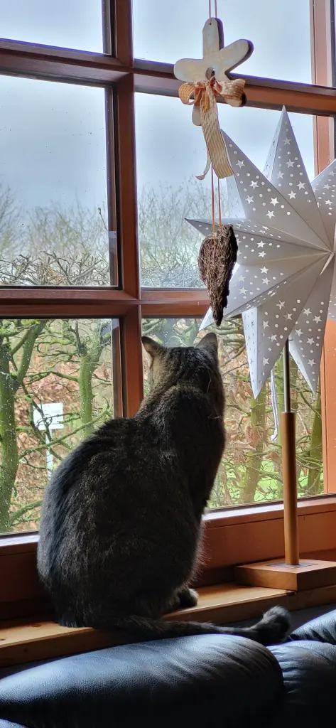 Katzen TV - Fensterbank bot den besten Platz