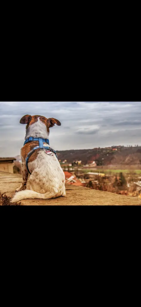 Condolence image of Manuela