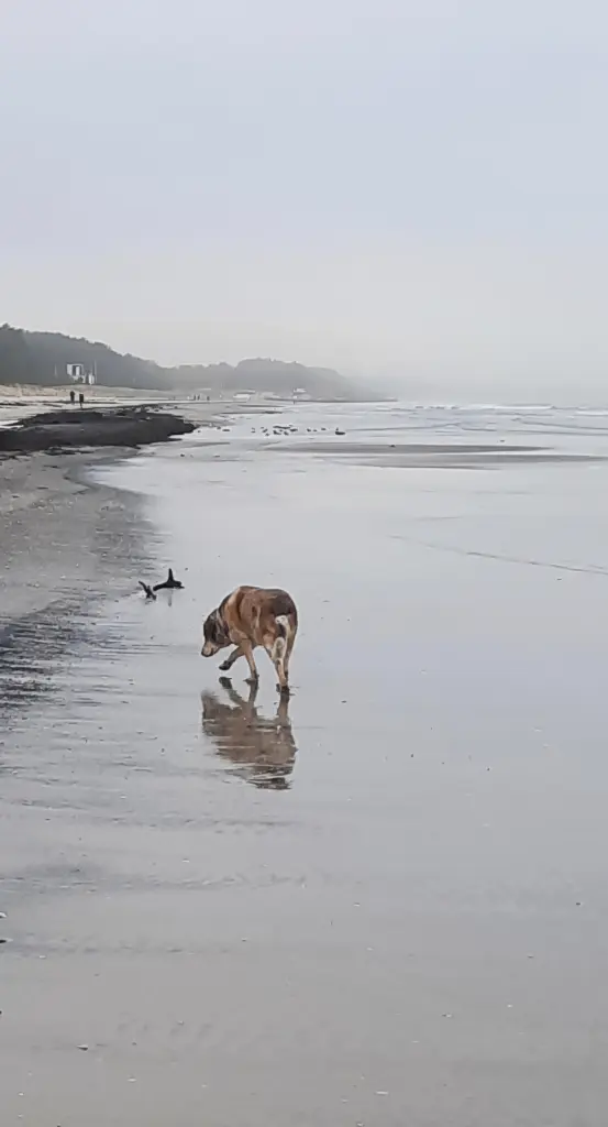 Du hast das Meer geliebt!