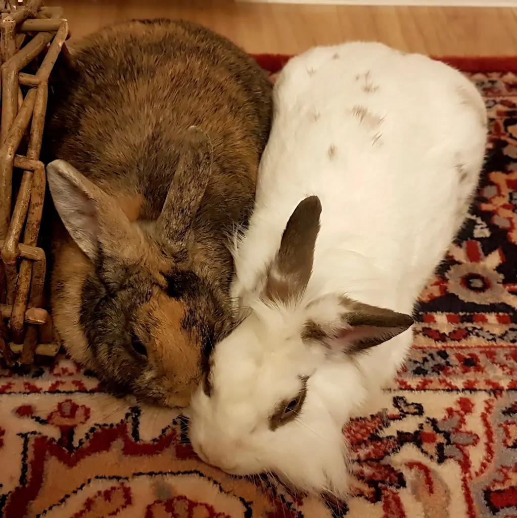 Du mit Deiner großen Liebe Bruno