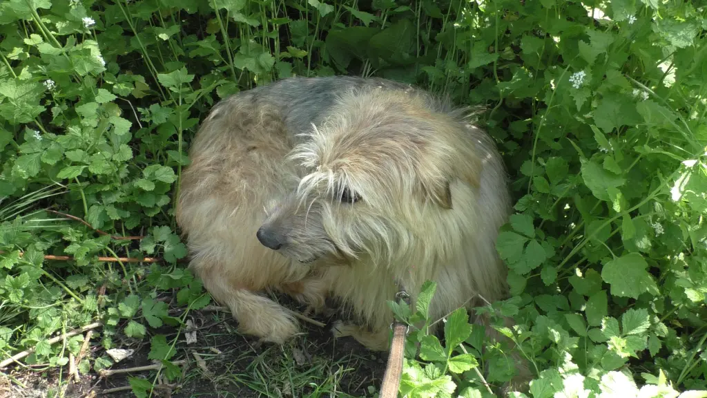 Image from Trico Winston