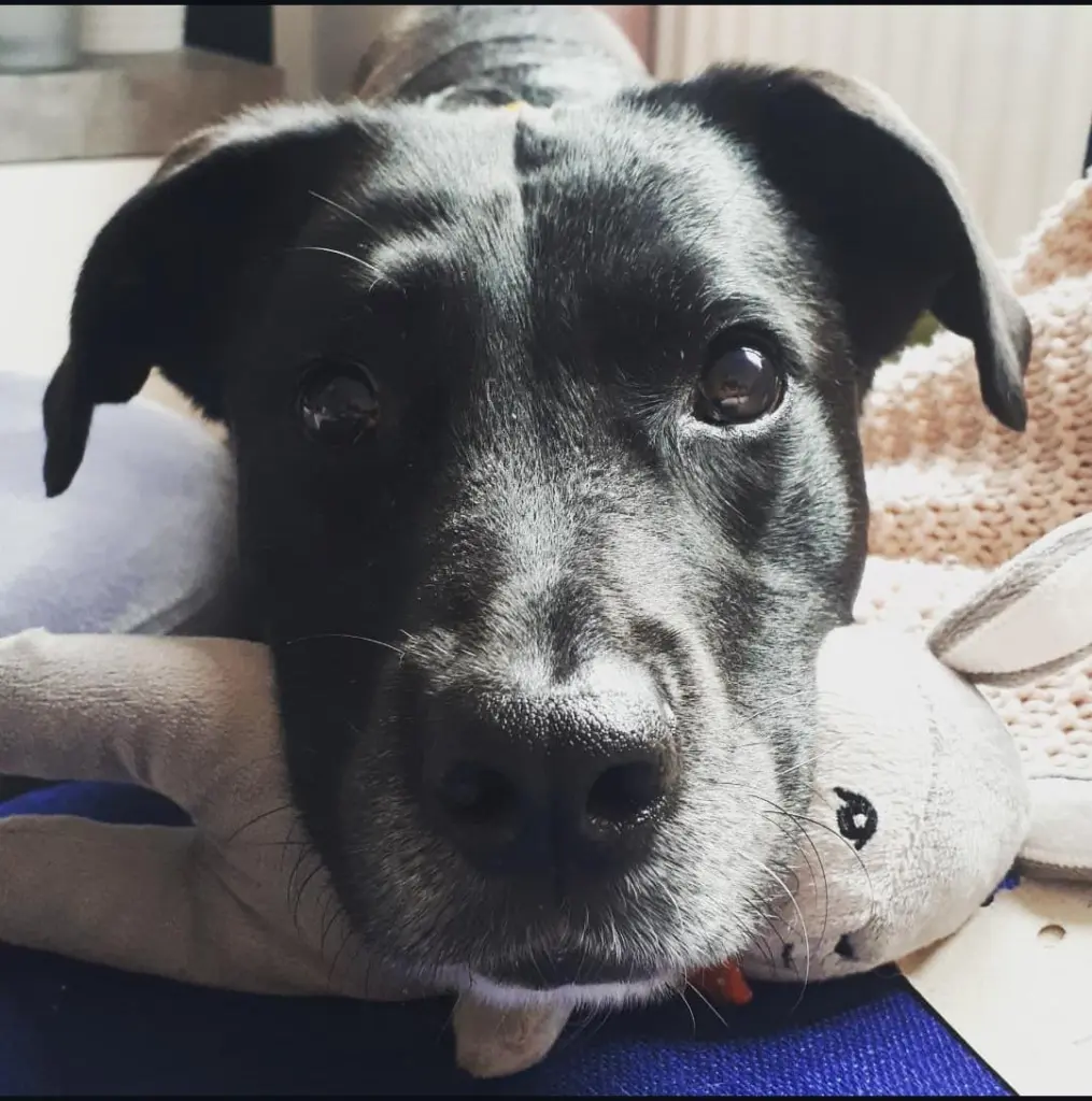 Bild von Nala