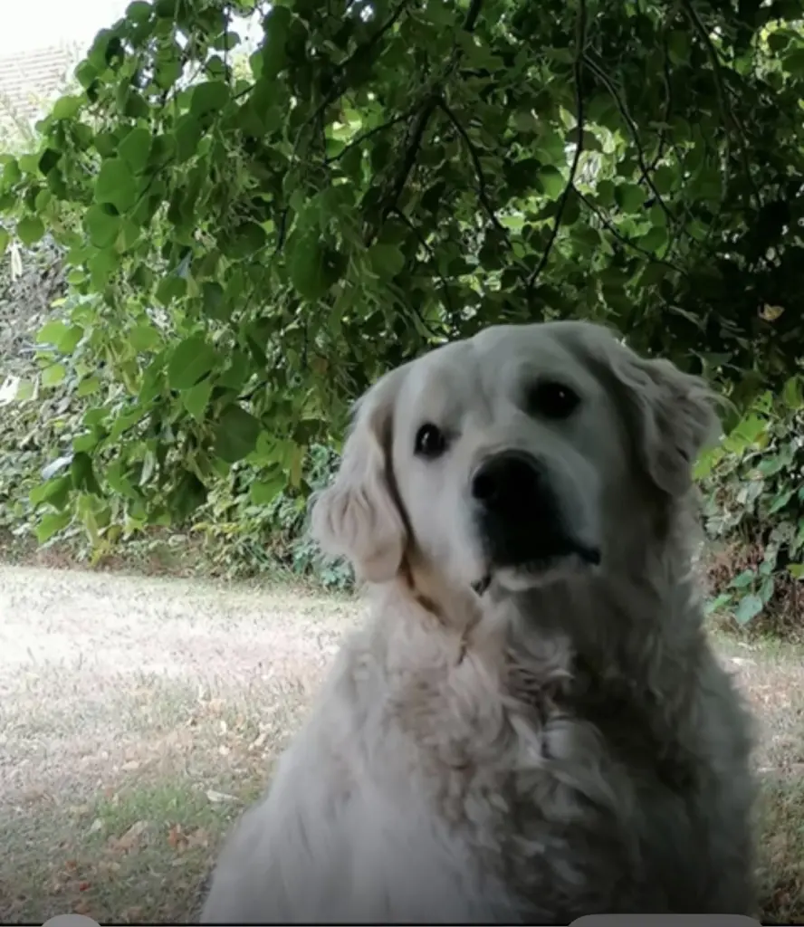 Träumen unter der Linde