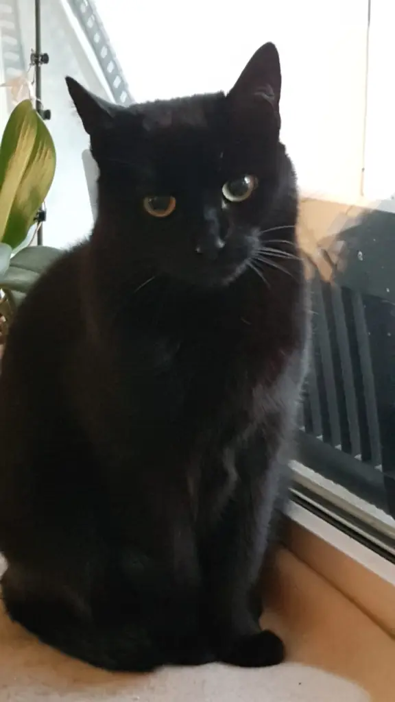 Bild von Gino