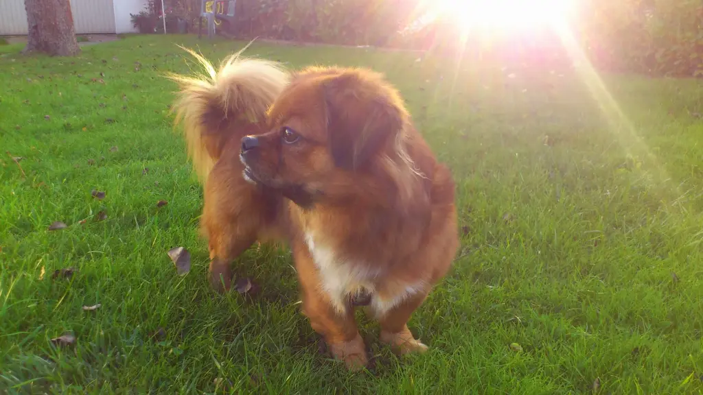 Bild von Tommy