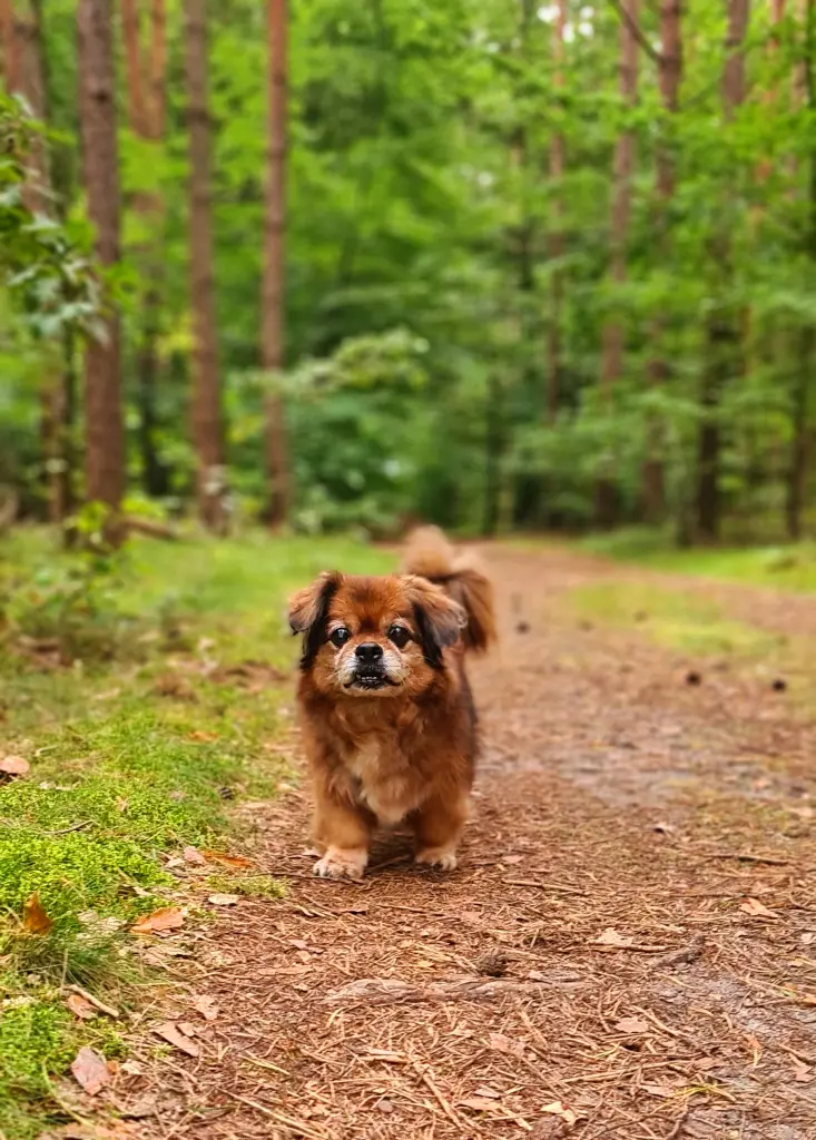 Bild von Tommy