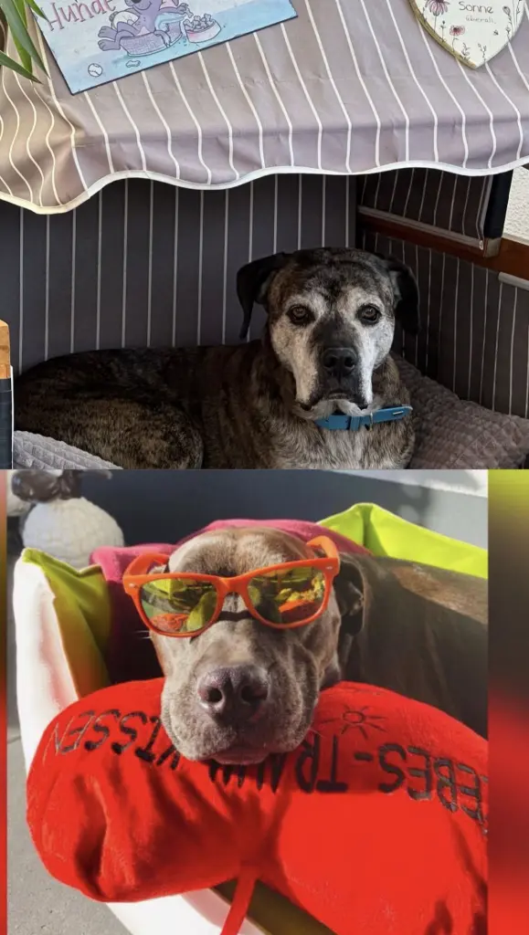 Bild von Buddy