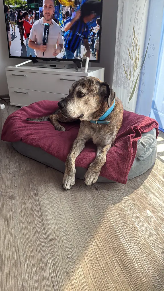 Bild von Buddy