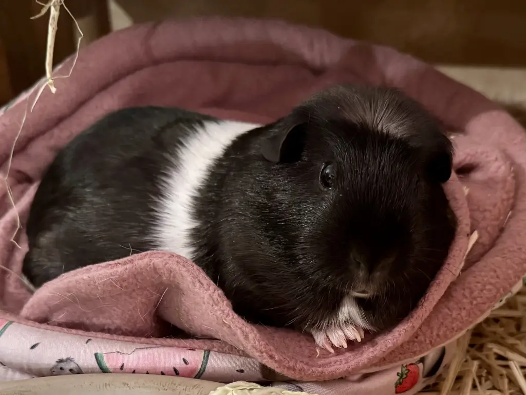 Condolence image of Markus Schäfer