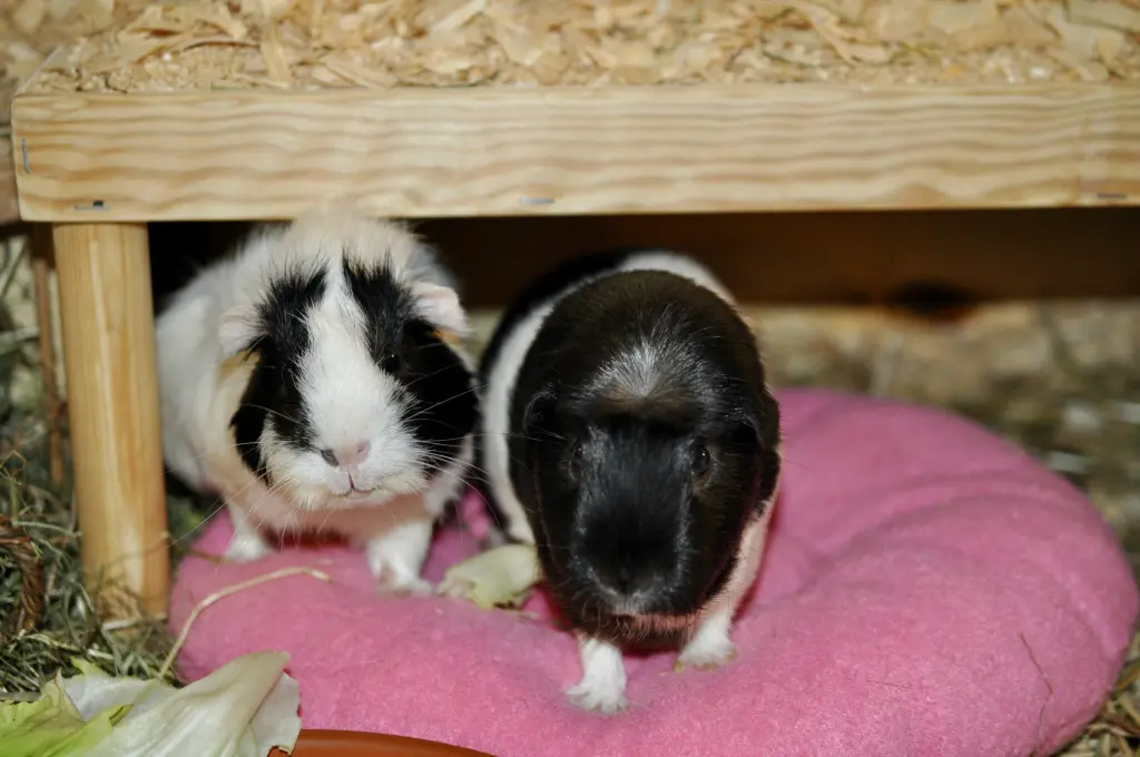 Condolence image of Lilly Reuter