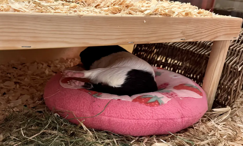 Condolence image of Howie REUTER