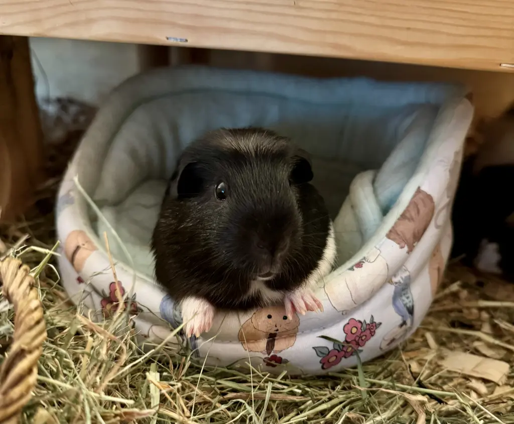 Howie (Oktober 2024)