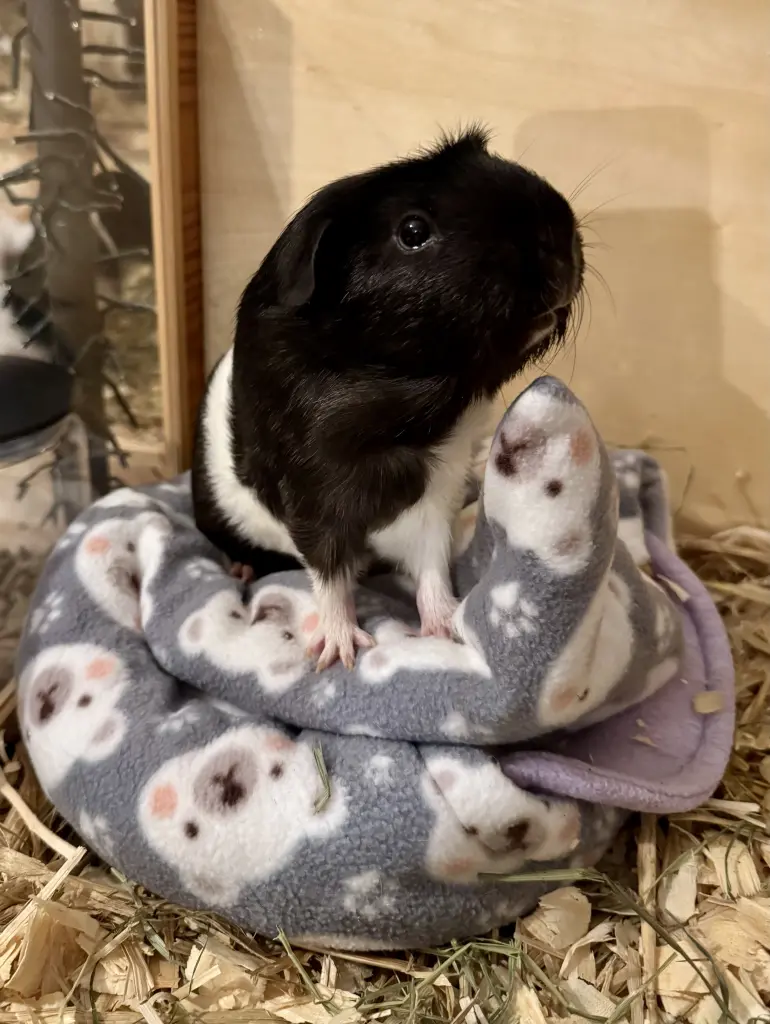 Den Tippi nutzt man eigentlich anders ; )