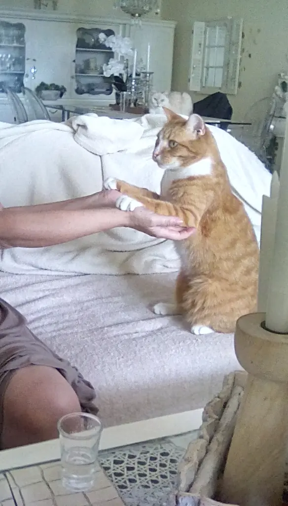 Condolence image of Beate mit Elvis im Herzen❤