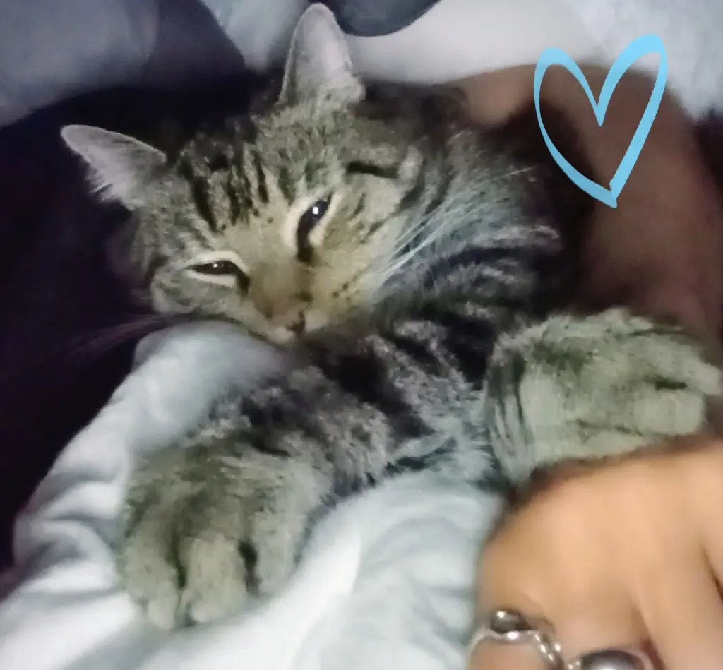 Image from Pancake ,,Dickie"