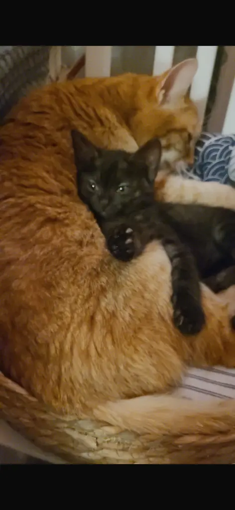 Condolence image of Paulinee Schmidt