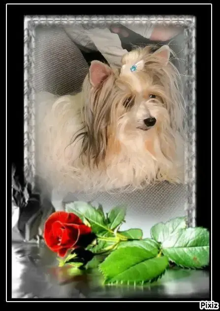 Condolence image of Konny mit Piccolino-Fly tief im ❤️