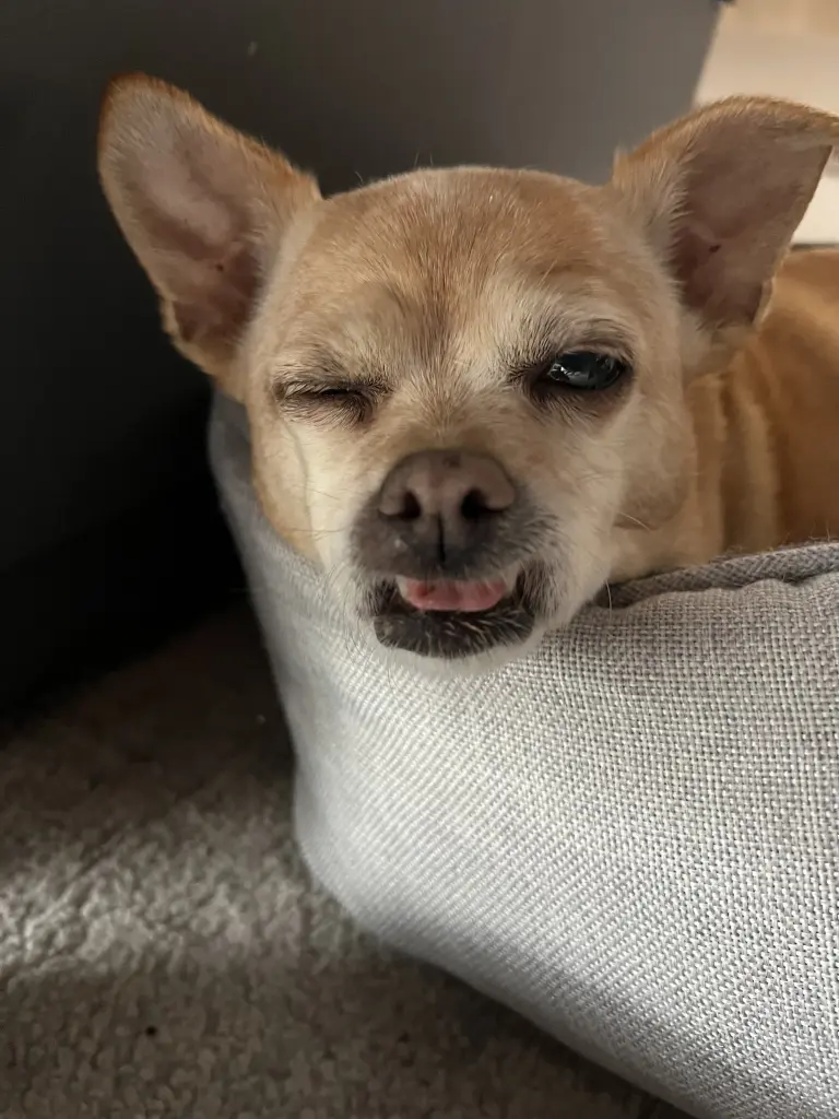 Condolence image of Renesmee Herbaum