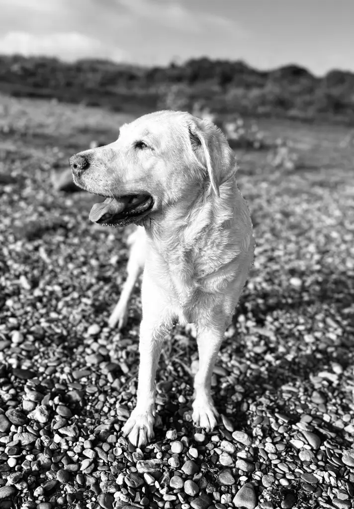 Condolence image of Vanessa Zacharczuk