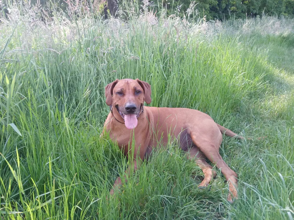 Bild von Mylo
