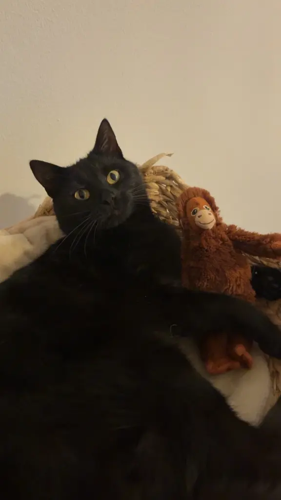 Condolence image of Sheerin Safsouf