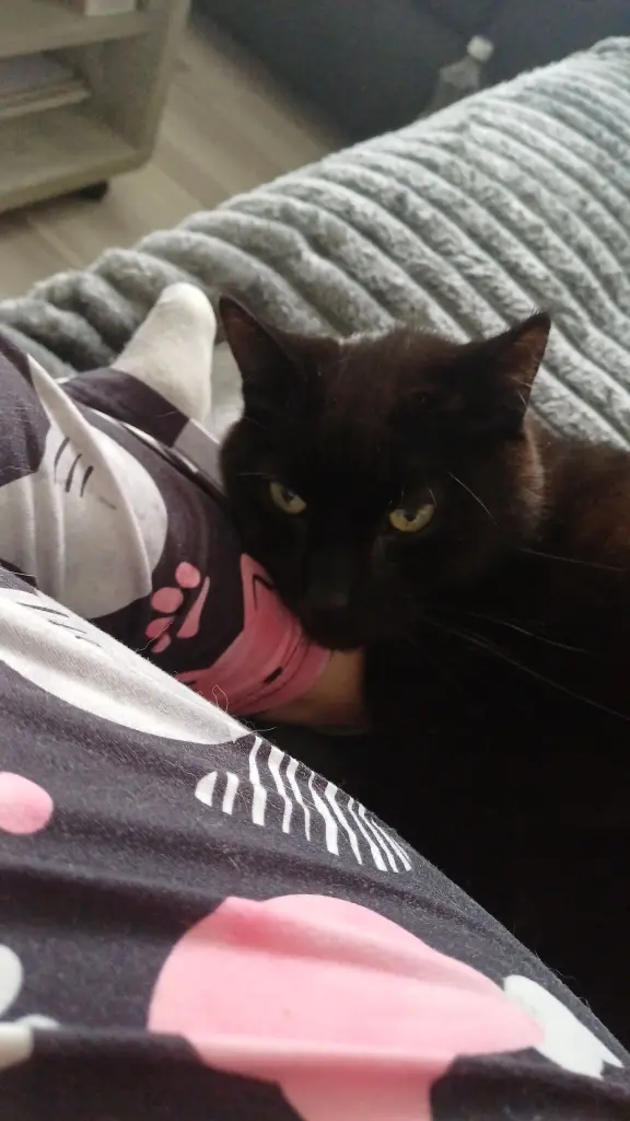 Image from Chicco