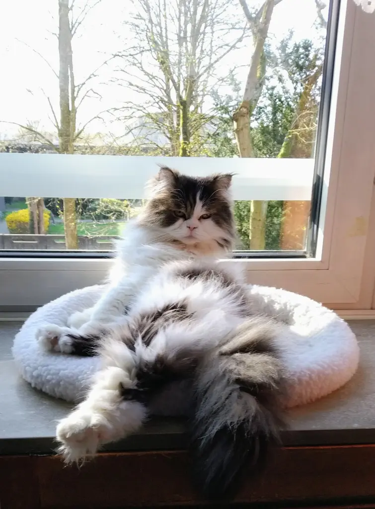 Bild von Mylo