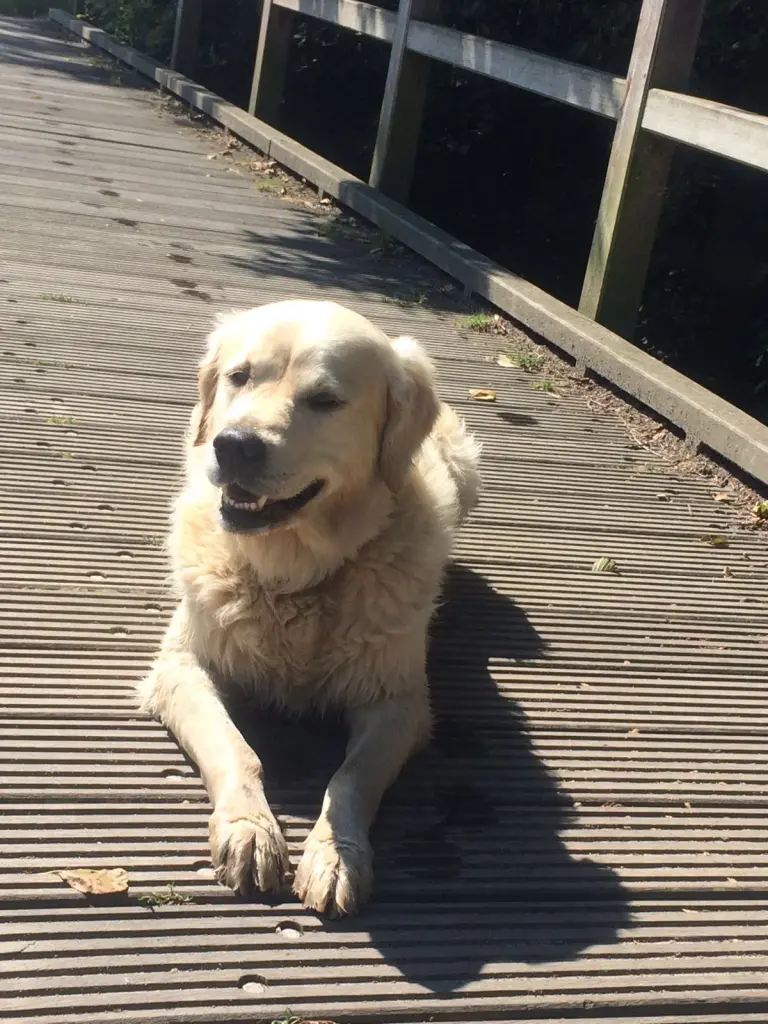 Condolence image of Andy und Piet ❤️