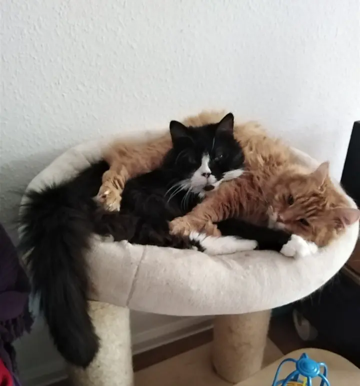 Hoffentlich bist du wieder mit Sylvester zusammen und glücklich