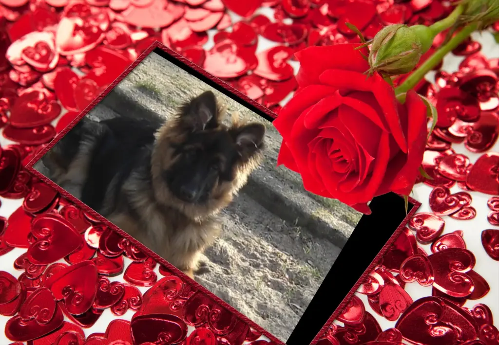 Condolence image of ❤❤❤Misiu❤❤❤