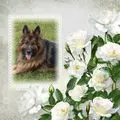 Condolence image of Kochany Misiu❤❤❤